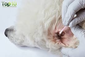 There may be signs of irritation and dark flecks or substances. Home Remedies For Ear Mites In Dogs Top 10 Home Remedies Dog Ear Mites Ear Mites In Dogs Mites On Dogs