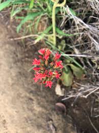 Image result for Kalanchoe lateritia