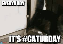 By admin on august 13, 2019. Happy Caturday Morning Album On Imgur