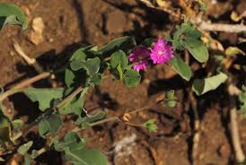 Image result for Corbichonia decumbens