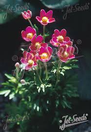 Image result for Embelia multiflora