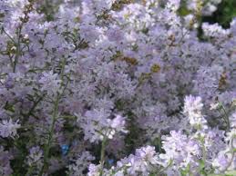 Image result for Selago cecilae