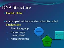 Browse dna structure and replication worksheet resources on teachers pay teachers, a marketplace trusted by millions of teachers for original educational resources. Agenda For 11 25 Dna Replication Ppt Download