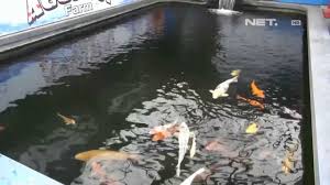 Net12 Musim Hujan Jamur Menyerang Ribuan Anak Ikan Koi Youtube
