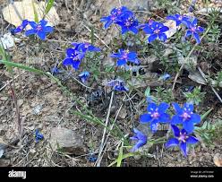 Image result for Lysimachia monelli