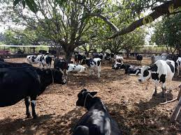 The application to animal husbandry practices are required for each species in order to encourage strong resistance towards the harmful diseases in the farm animals. Dairy Farming In India A Comprehensive Introduction Powergotha