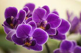 Research from the ohio state university supports this. Things You Didn T Know About Orchids Orchid Fun Facts