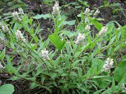 Image result for Polygala senensis