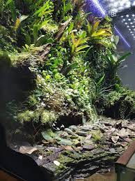 Pin By Andres Arguedas On Vivarium Inspiration Vivarium Frog Terrarium Reptile Terrarium