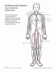 Image result for Cardiovascular Worksheets