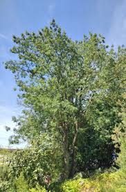 Image result for Pistacia