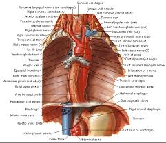 The last two pairs of bones are called floating ribs. Organs Of Thorax Region Diagram