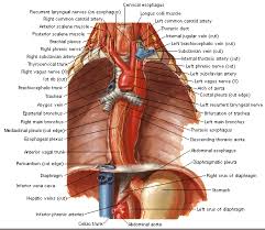 Diagram rib cage with organs. Organs Of Thorax Region Diagram