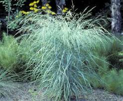 Image result for Panicum eickii