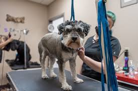 We would be honored to be a partner in your pet's healthcare team. The Pet Hospitals Poplar At Massey 6300 Poplar Ave Ste 106 Memphis Tn Veterinarians Mapquest