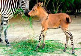 Úrok od 0 % detail malá. Shower Thoughts On Twitter Fun Fact Of The Day Donkeys And Zebras Can Mate And Create A Zonky Http T Co I9wlrudifa