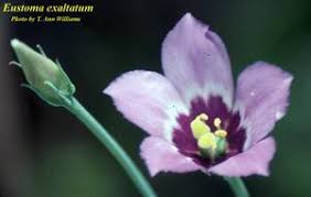 Image result for eustoma flamenco