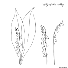 Muguet avec de la nour. Muguet Dessin