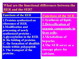 What is the difference between smooth and rough endoplasmic reticulum? What Is The Function Of Rer