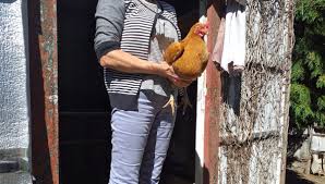 Voir plus d'idées sur le thème poule, poule pondeuse, poulailler. Une Nouvelle Operation De Sauvetage De 450 Poules Prevue En Creuse