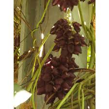 Image result for Cyclocarpa