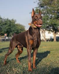 Image result for Dobera