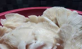 Cara memasak jamur enoki di beragam hidangan. Resep Masakan Mudah Tumis Gurih Jamur Tiram Gencil News
