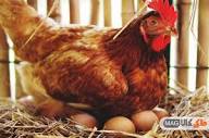 10 راه برای توقف و جلوگیری خوردن تخم مرغ توسط مرغ های شما - ماکی ...