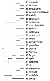 Euglena coloring key biology corner pages template. Euglena A Quick Overview Microscope Clarity