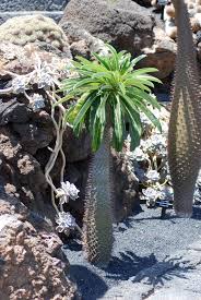 Lanzarote Canary Islands Jardin De Cactus Near Guatiza Cactus Plants Cactus Plants