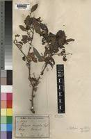 Image result for Pteleopsis anisoptera