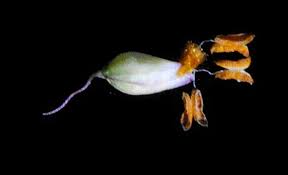 Image result for Tricholaena monachne