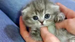 Every once in a while we need a reason to smile, so we decided to. Overly Cute Tiny Kittens To Cheer You Up Youtube