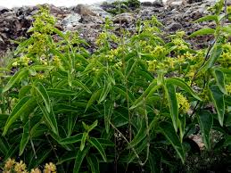 Image result for Vincetoxicum cernuum