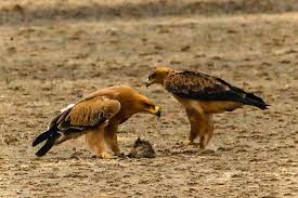 Seyahatoykunuanlat Kalahari Yirtici Kuslar Acisindan Muthis Zengin Iki Kara Kartal Aquila Rapax Bir Yavru Cakal Kafasiyla Oynuyor Uccelli
