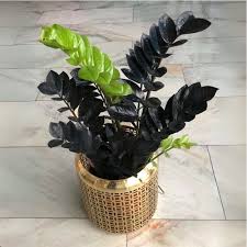 Image result for Afrosolen zambeziacus