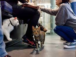 In order to foster you do need to live within one hour of the shelter's location in case of any. Best Places For Pet Adoption In Nyc Including Foster Centers