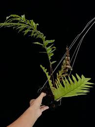 Image result for Drynaria volkensii