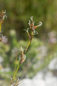 Image result for Tetraria