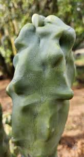 Image result for Lophocereus