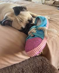 Fell asleep with her toy in her mouth 🥹