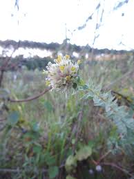 Image result for Gnidia mollis