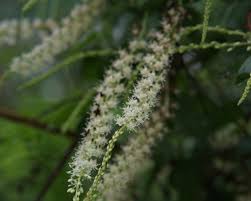 Image result for Basellaceae