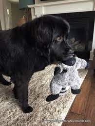 This is not a breed that can be left alone for long periods of time, though. 900 Newfoundland Dogs Ideas In 2021 Newfoundland Dogs Newfoundland Dog