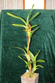 Image result for Otomeria elatior