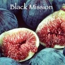 The type of figs generally grown in the south do not require pollination. How To Grow A Fig Tree In Your Backyard Gardener S Path