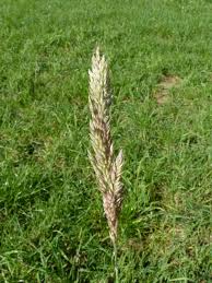 Image result for Holcus