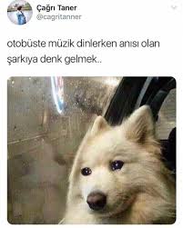 Seren Ozdemir Adli Kullanicinin Twitter Panosundaki Pin 2020 Komik Hayvan Alintilari Eglenceli Resimler Komik Kopek Fotograflari