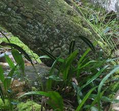 Image result for Elaphoglossum acrostichoides