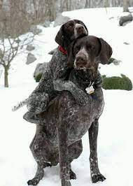 ﾟﾟ ワンコ 可愛い 動物 犬の写真